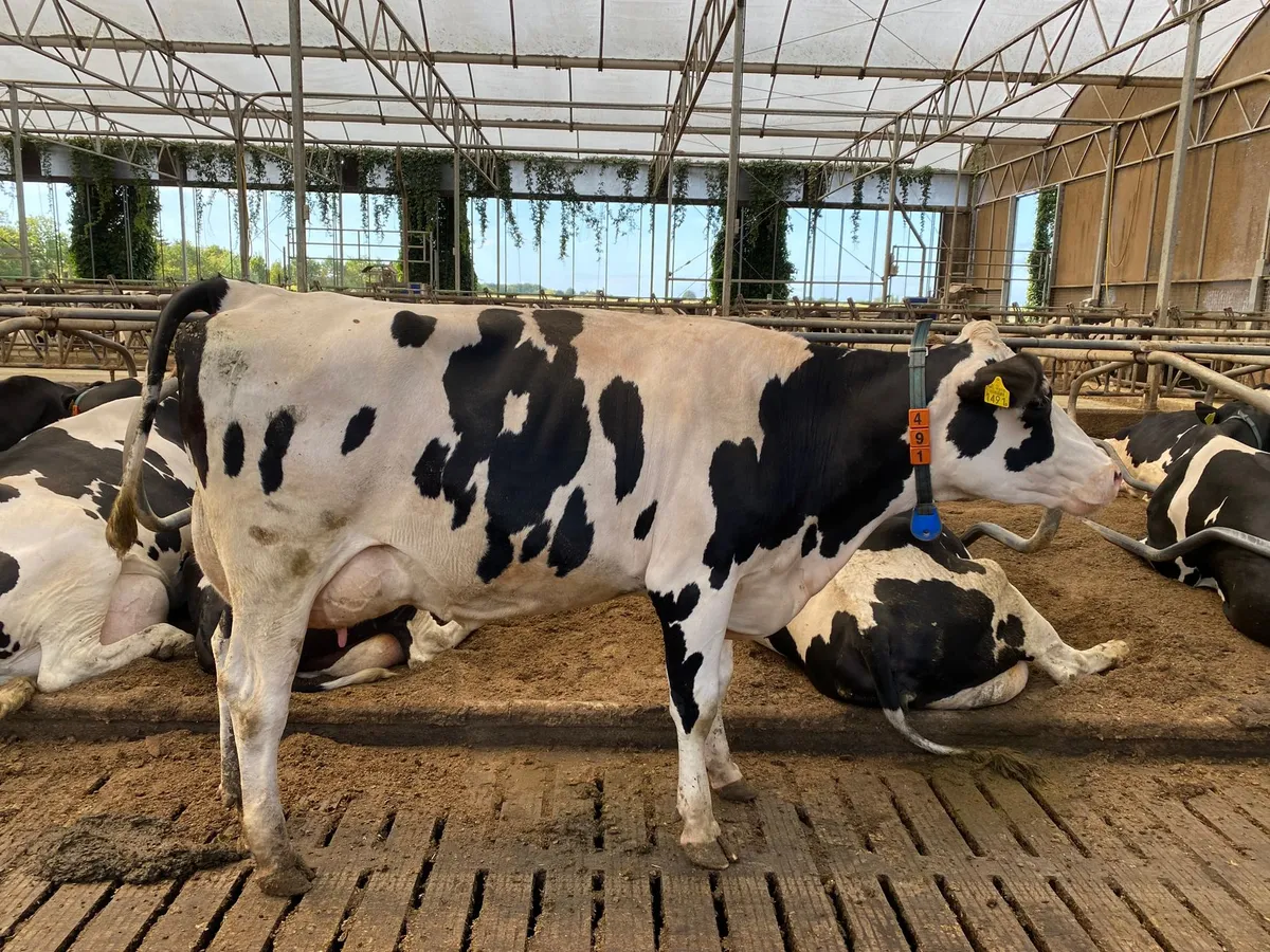 waterproof NEMA 4X electrical enclosure inside a dairy farm